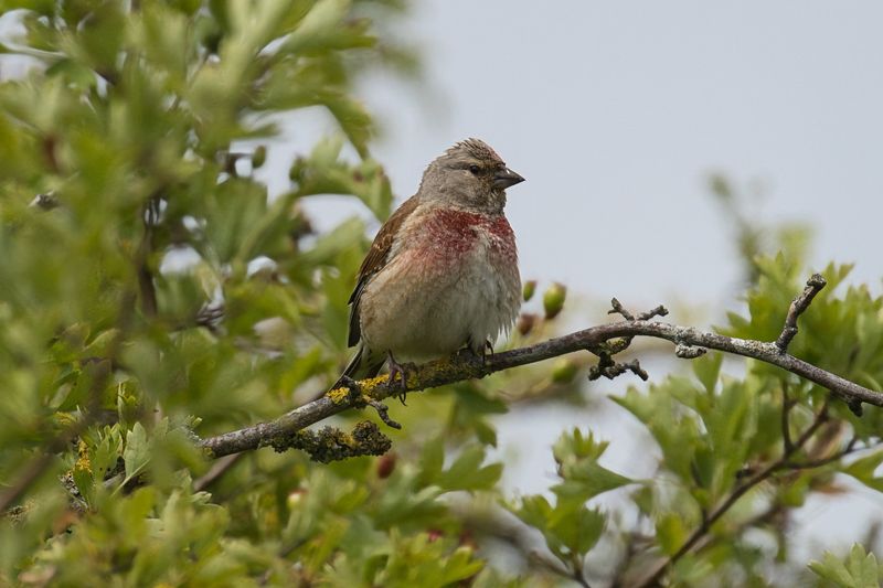 Common Linnet