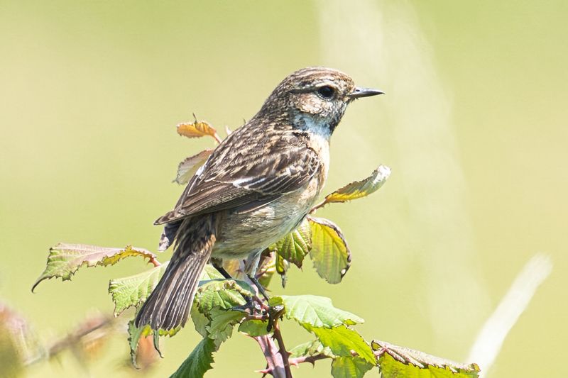 Common Stonechat