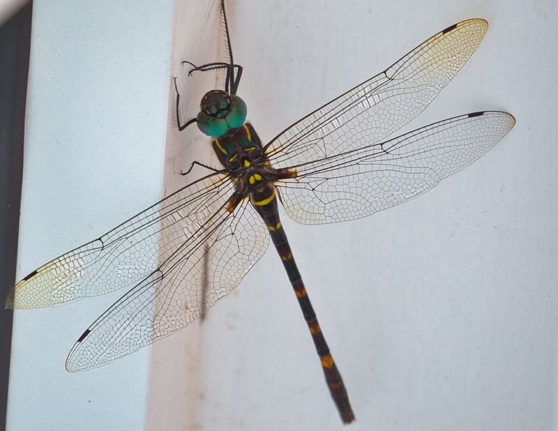 Yellow-spotted Emerald