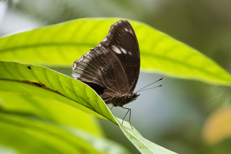 Great Eggfly