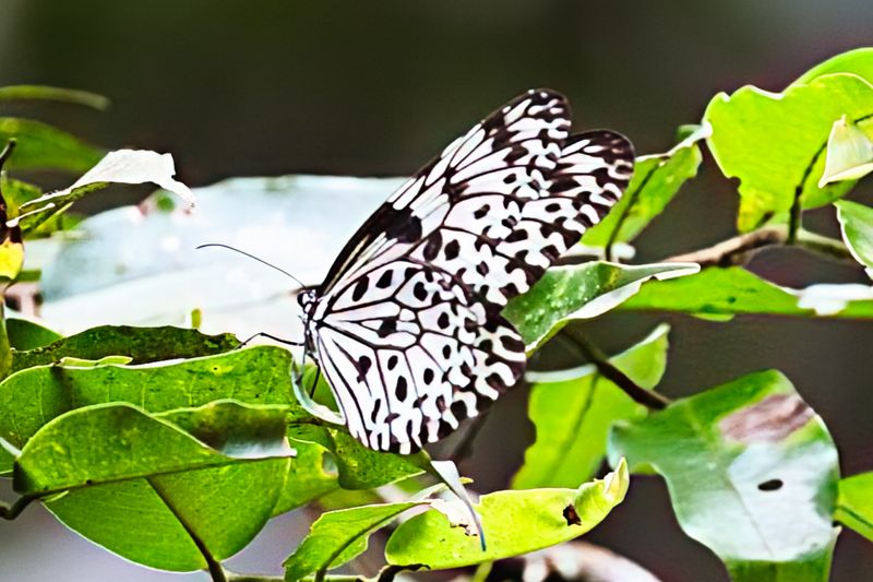 Malabar Tree-Nymph