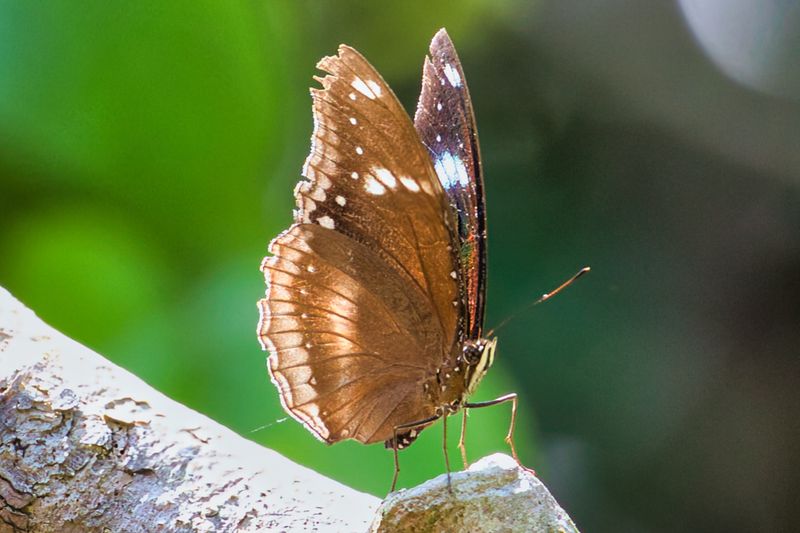 Great Eggfly