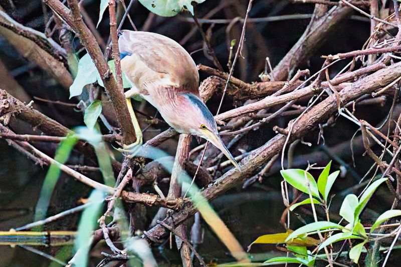 Birdlife Sri Lanka