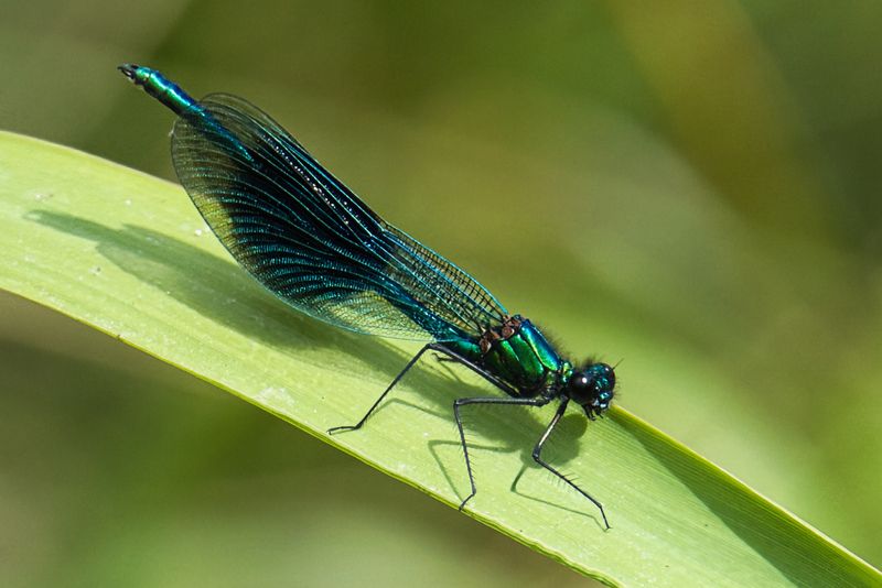 Banded Demoiselle