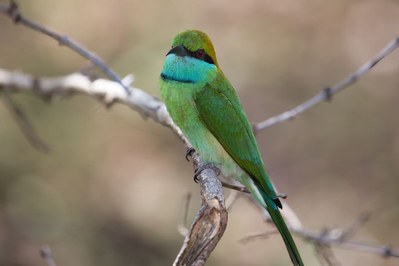 Birdlife Sri Lanka