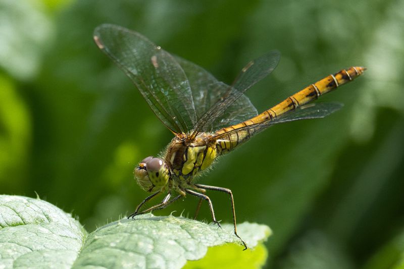Common Darter
