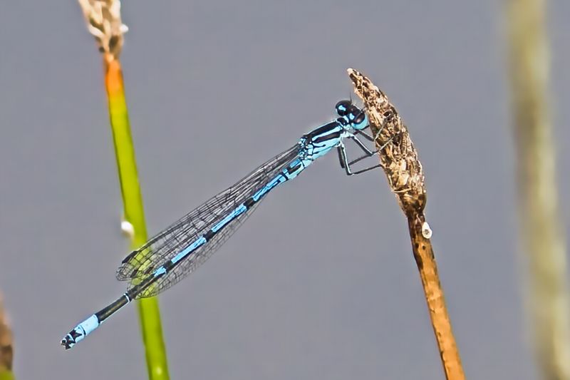 Azure Bluet