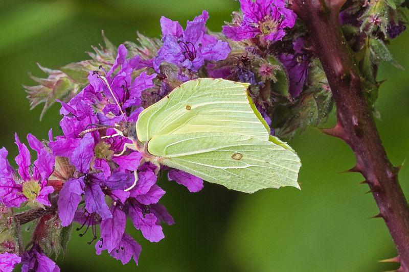 Brimstone 