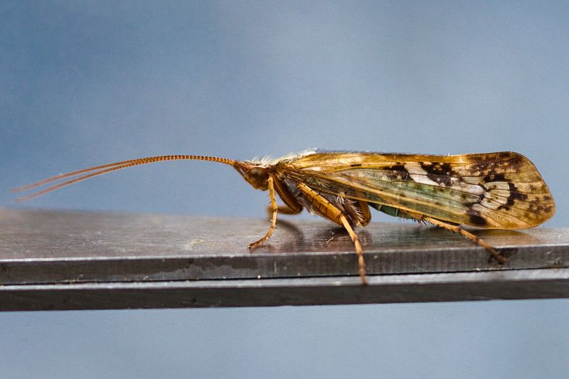 Cinnamon Sedge