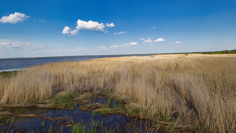 Reed bed Finland