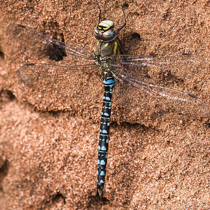 Migrant Hawker