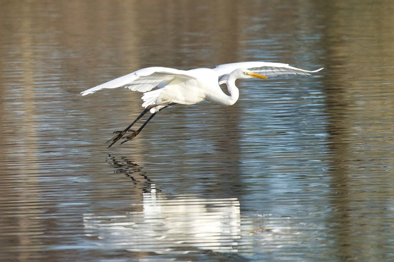 Great White Egret