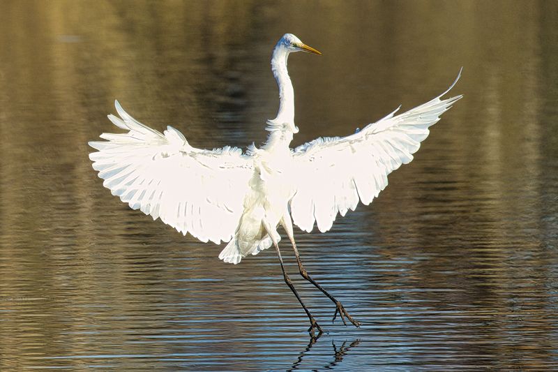 Great White Egret