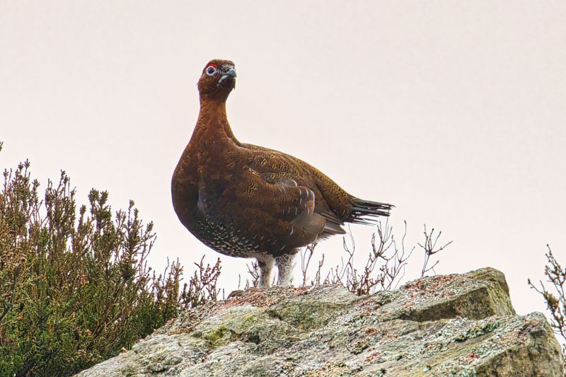 Red Grouse