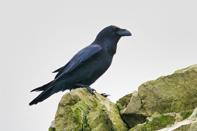 Northern Raven