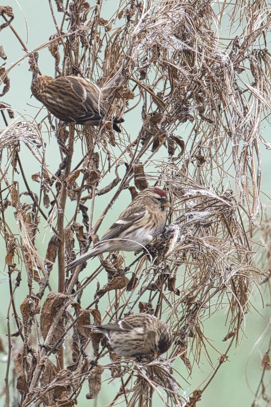 Lesser Redpoll