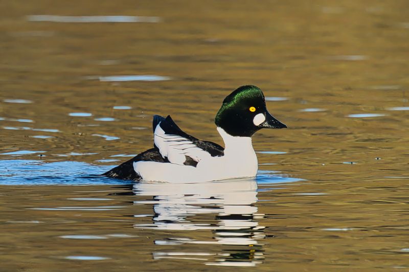 Goldeneye