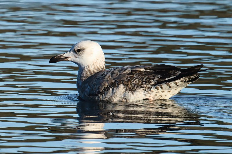 Caspian Gull