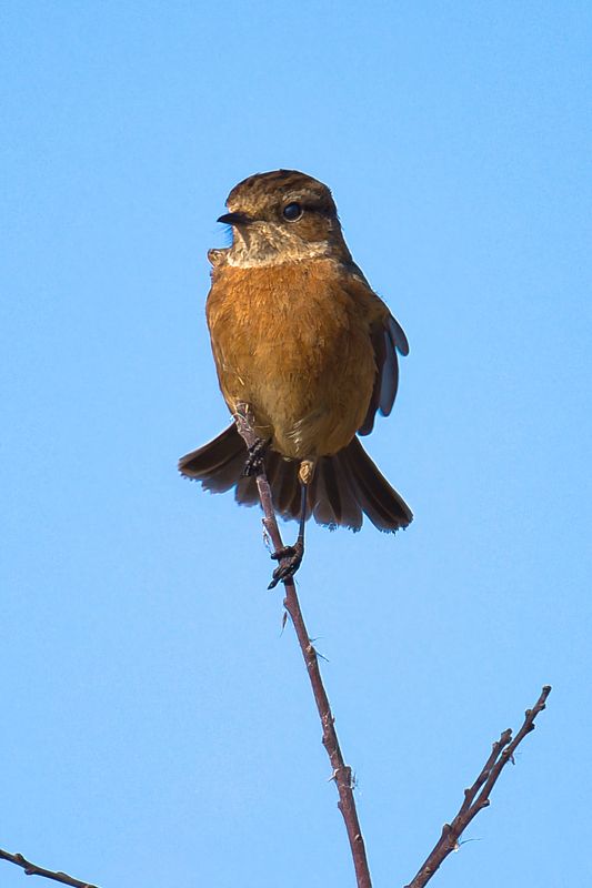 Stonechat