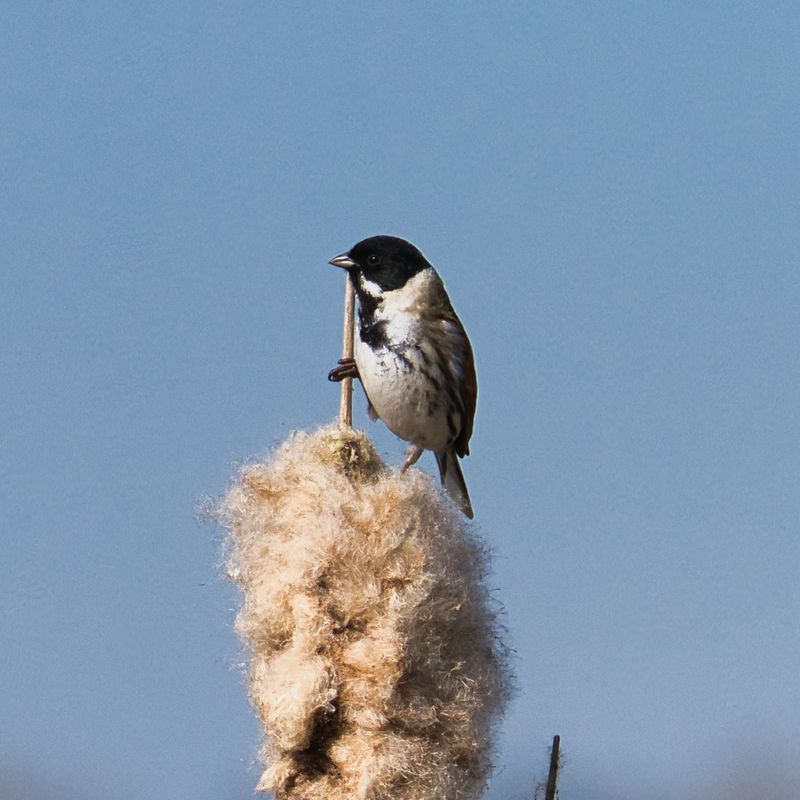 Reed Bunting