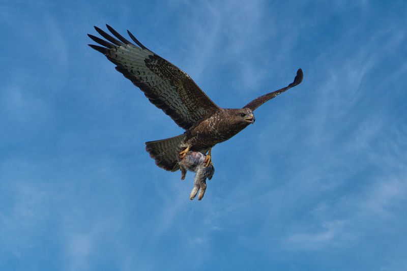Common Buzzard