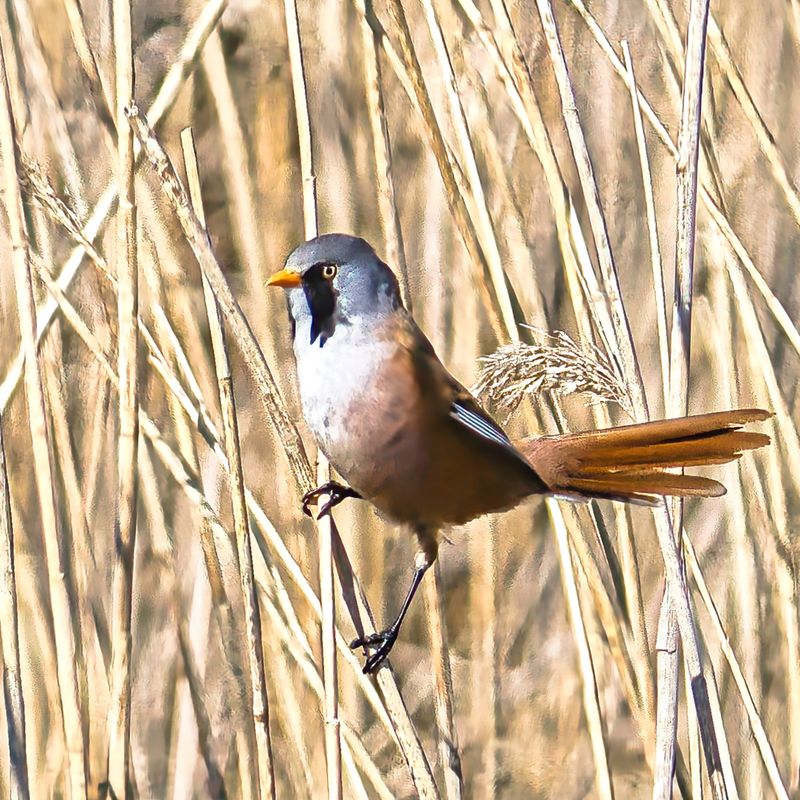 Bearded Reedling