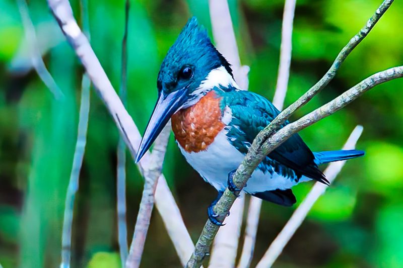 Amazon Kingfisher