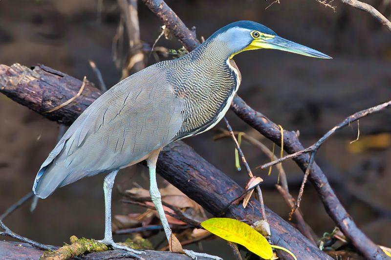 Bare-throated Tiger-Heron