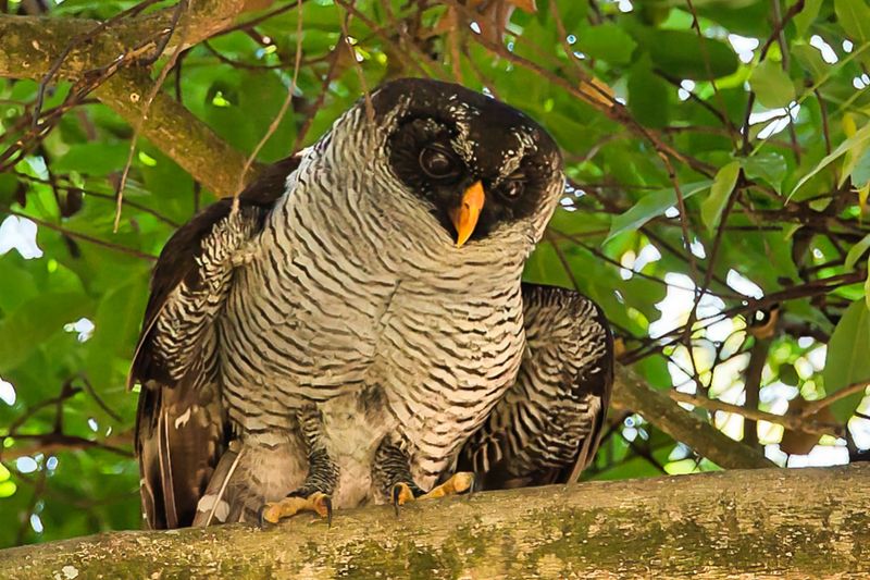 Black-and-white Owl