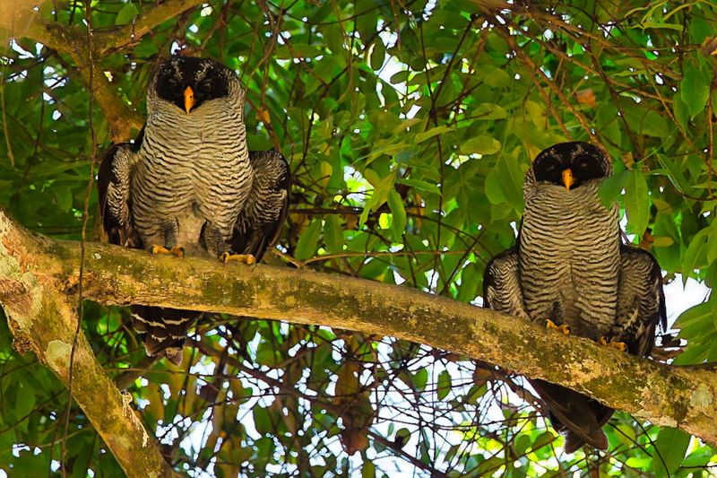 Black-and-white Owl