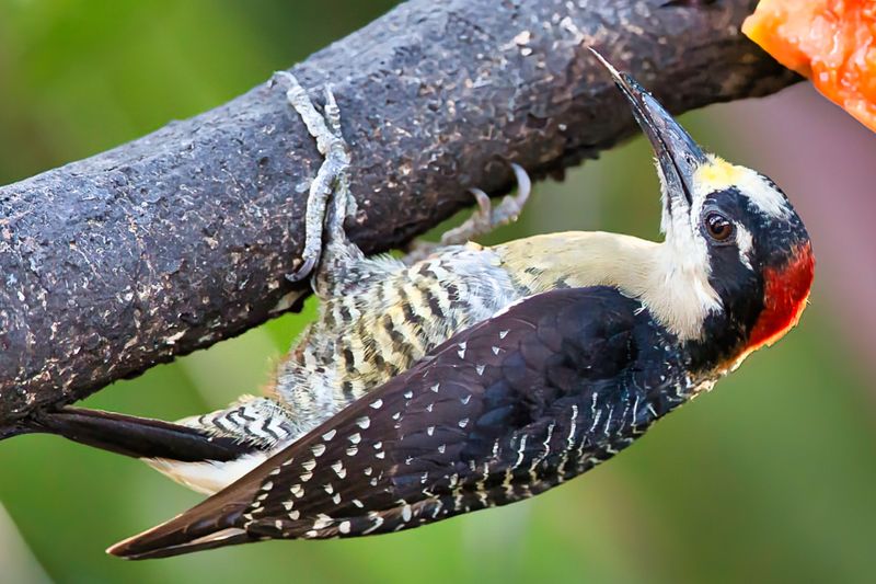 Black-cheeked Woodpecker
