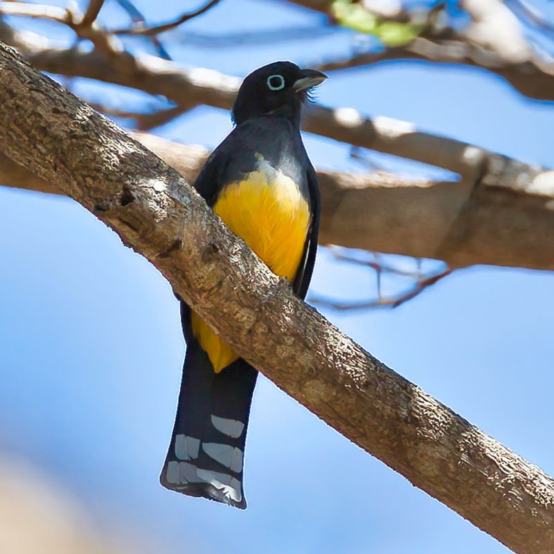 Black-headed Trogon