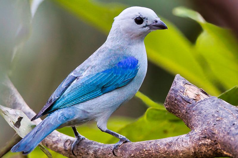 Blue-gray Tanager
