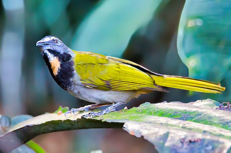 Buff-throated Saltator