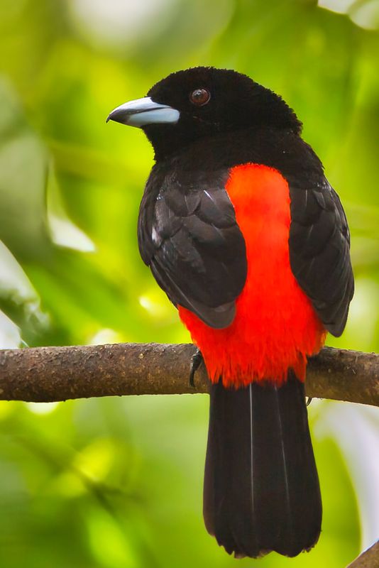 Cherrie's Tanager