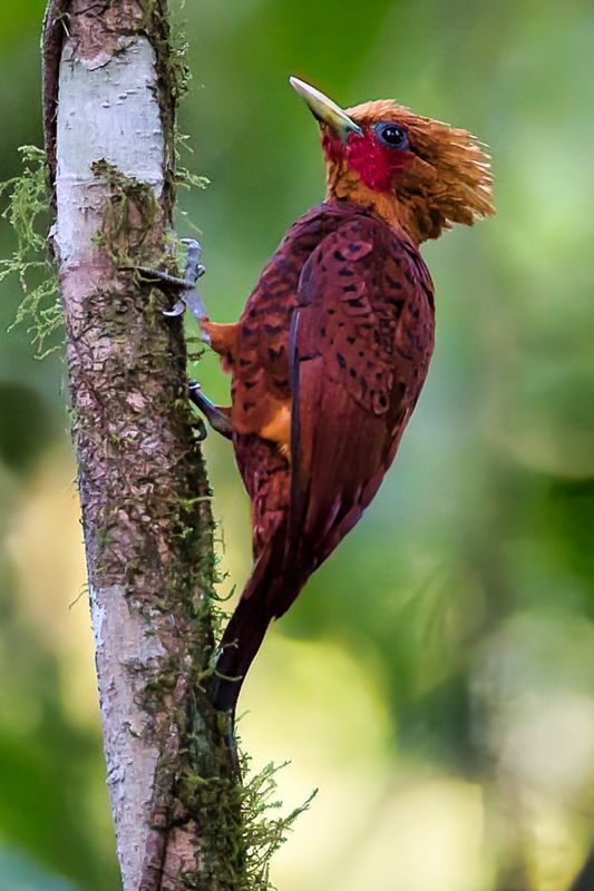 Chestnut-coloured Woodpecker