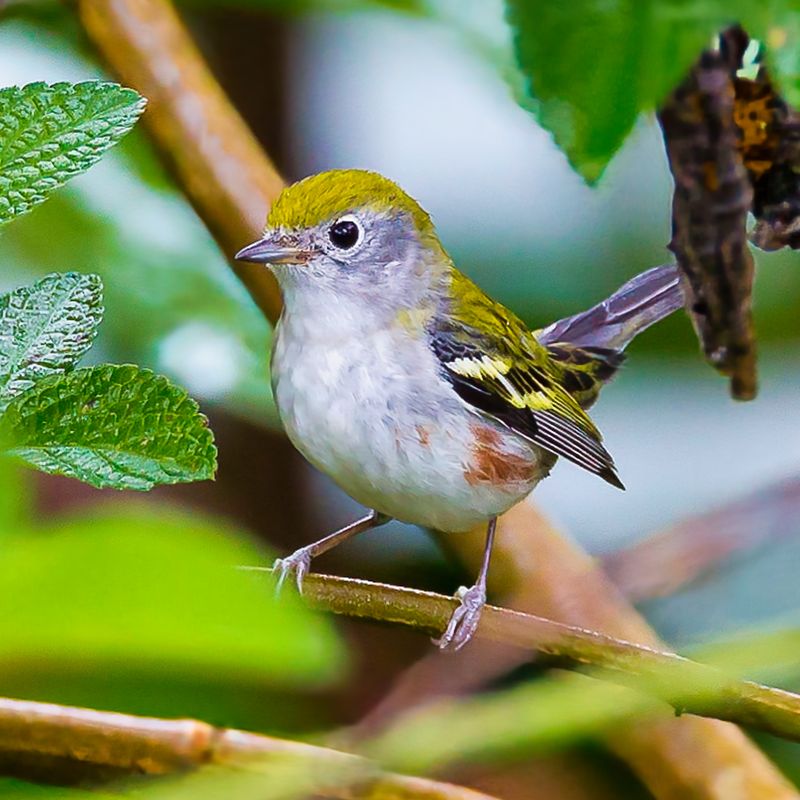 Chestnut-sided Warbler