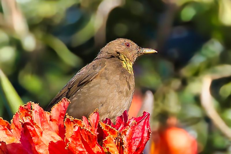 Clay-coloured Thrush