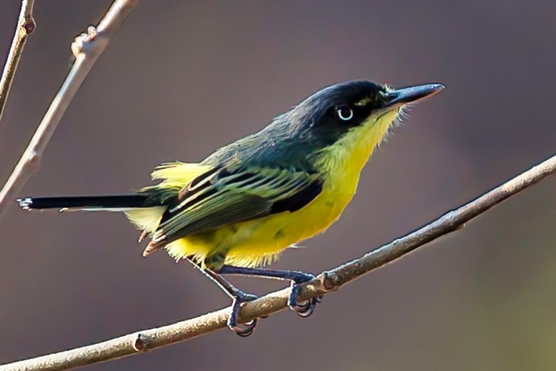 Common Tody-flycatcher