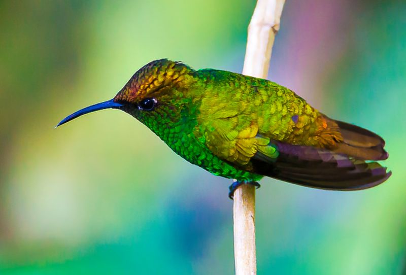Coppery-headed Emerald