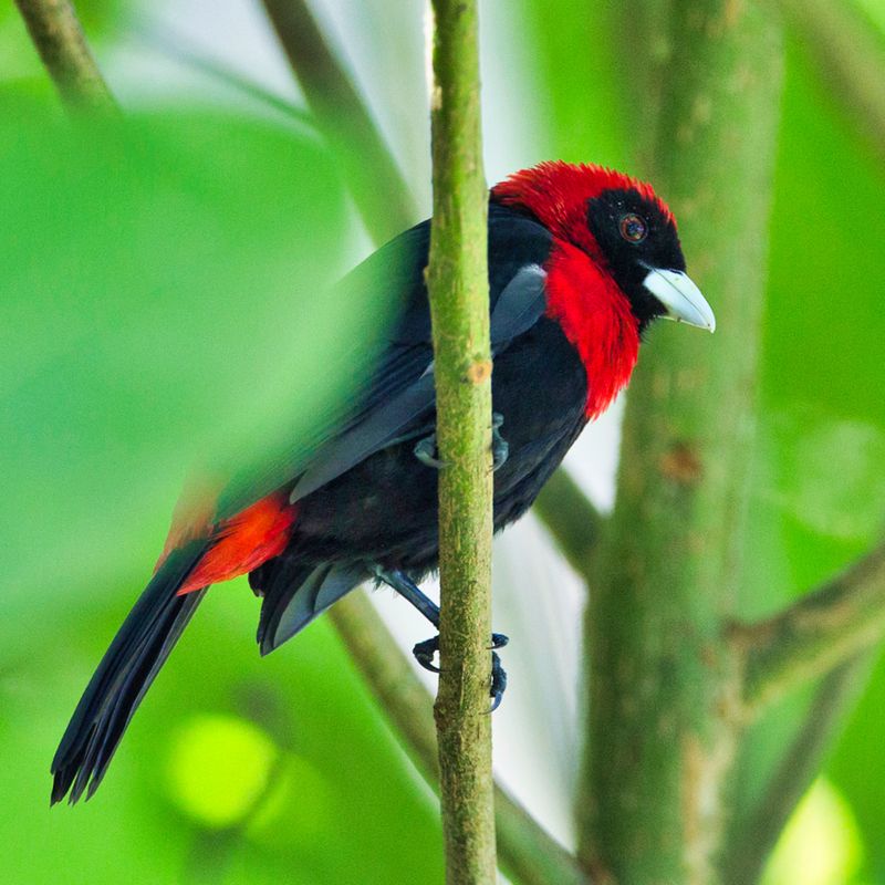 Crimson-collared Tanager