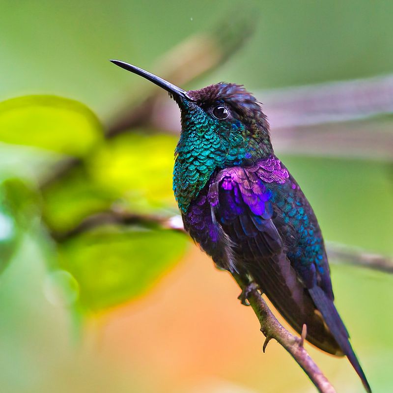 Crowned Woodnymph