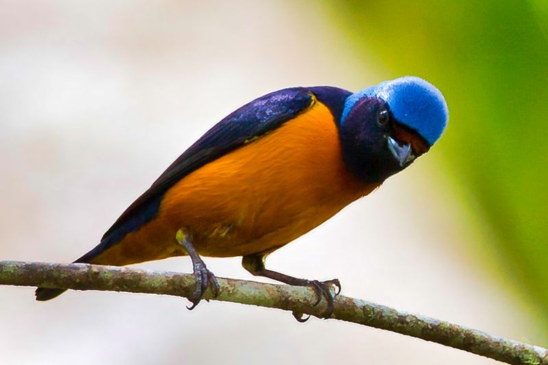 Elegant Euphonia