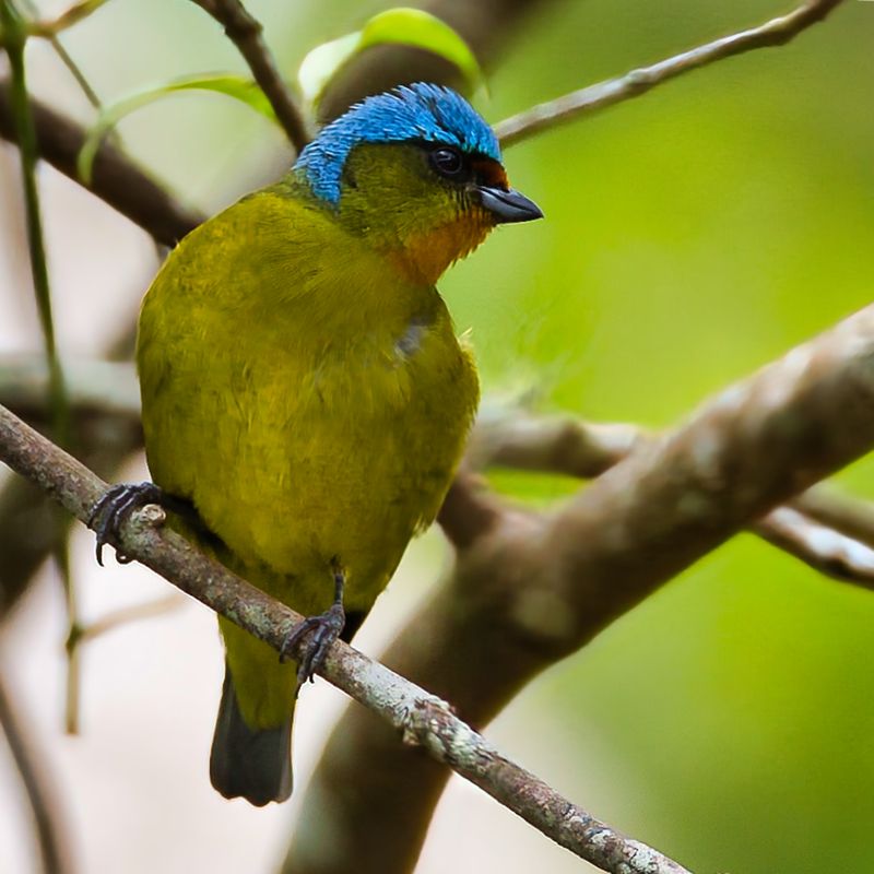 Elegant Euphonia