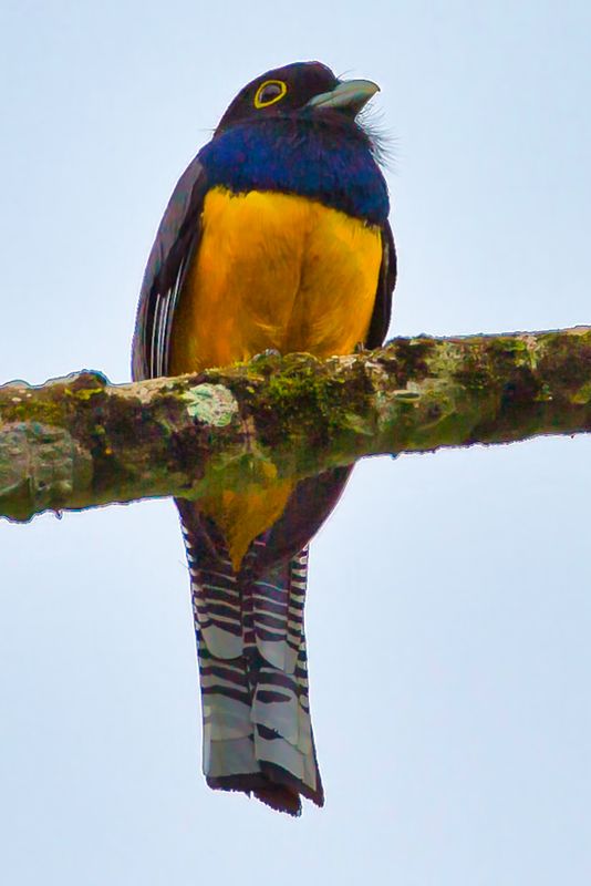 Gartered Trogon