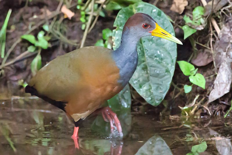 Gray-necked Wood-Rail