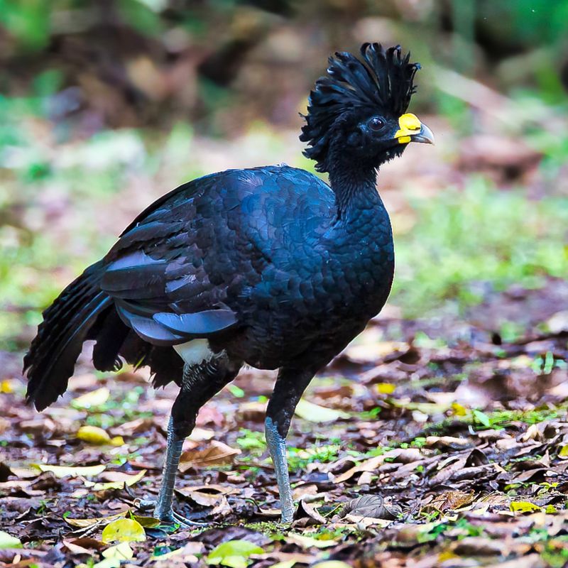 Great Curassow