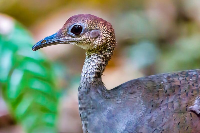 Great Tinamou