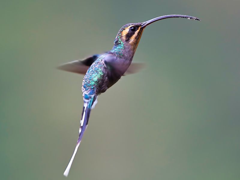 Green Hermit