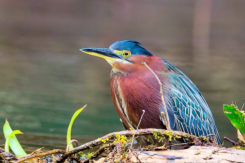 Green Heron